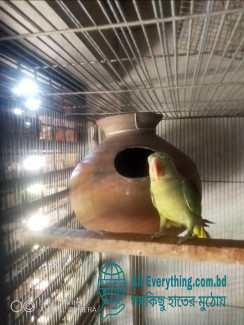 পোষা প্রাণী বিক্রয়